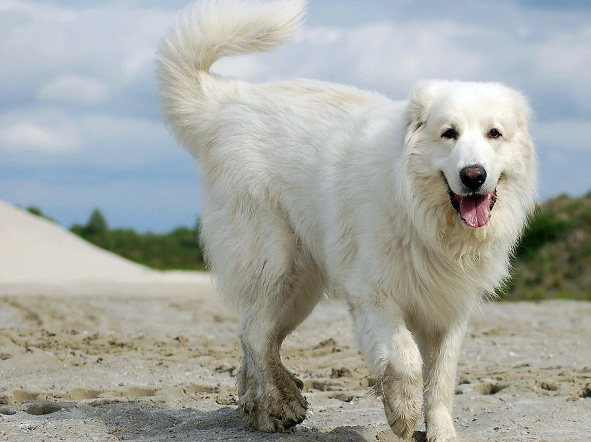 Great Pyrenees Club of great Britain
