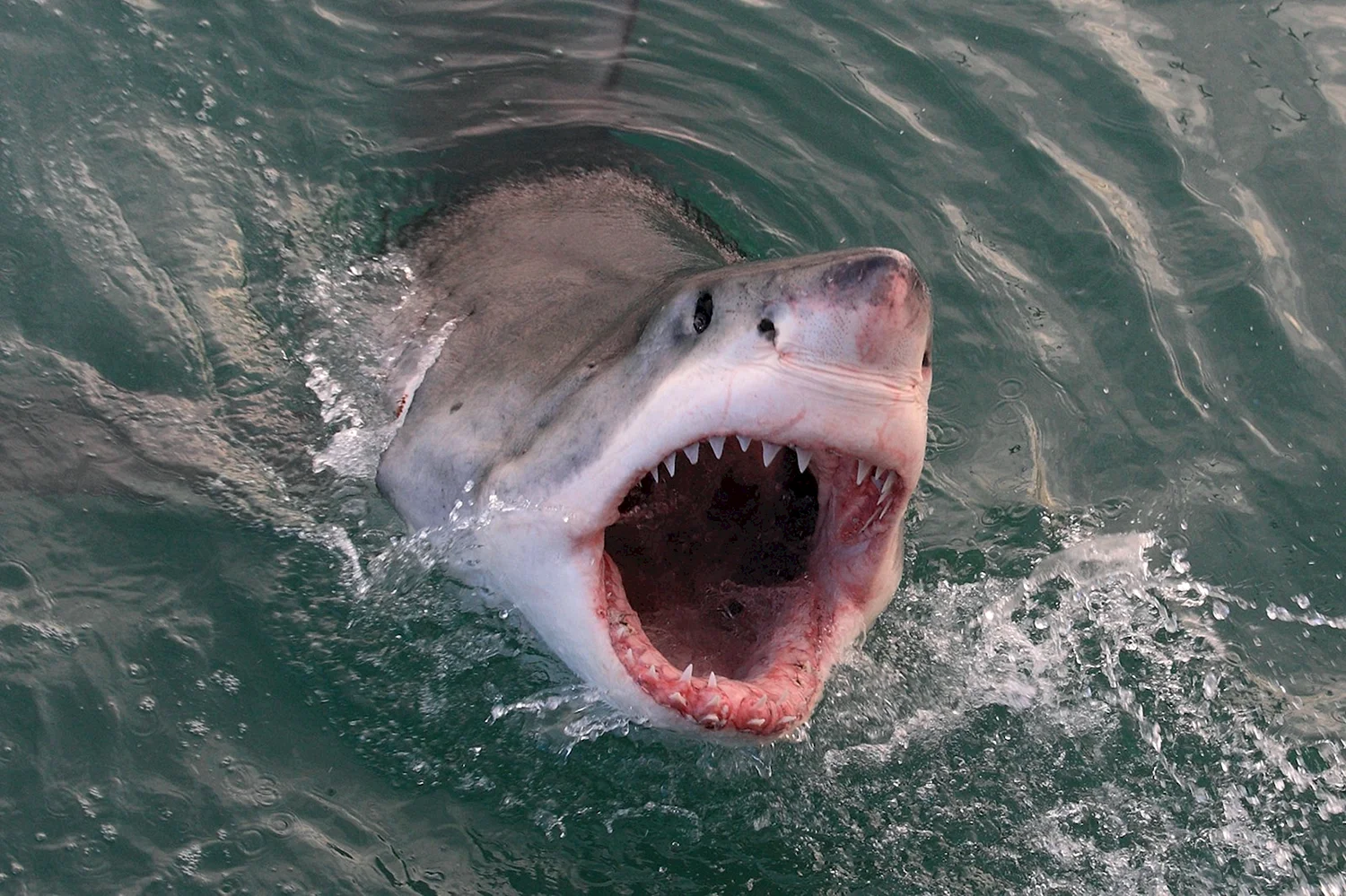 Great White Shark , Carcharodon carcharias,