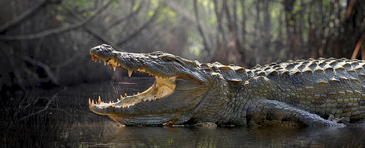 Гребнистый крокодил бежит