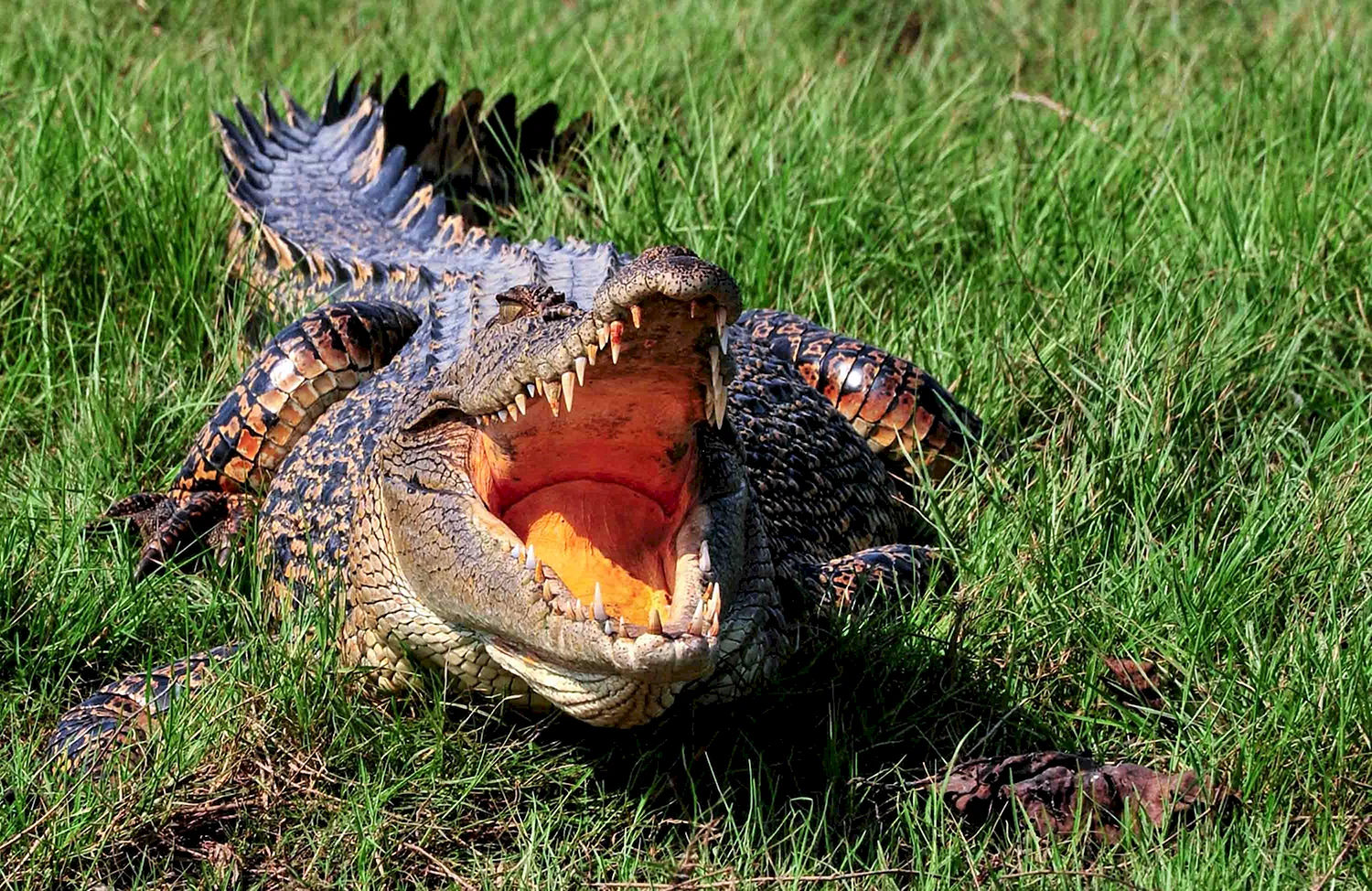 Гребнистый крокодил Детеныши