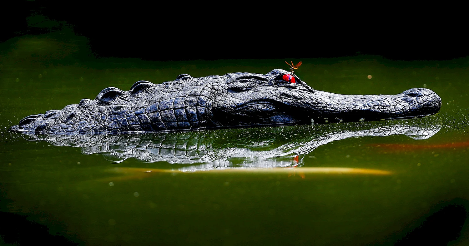 Гребнистый крокодил домашний