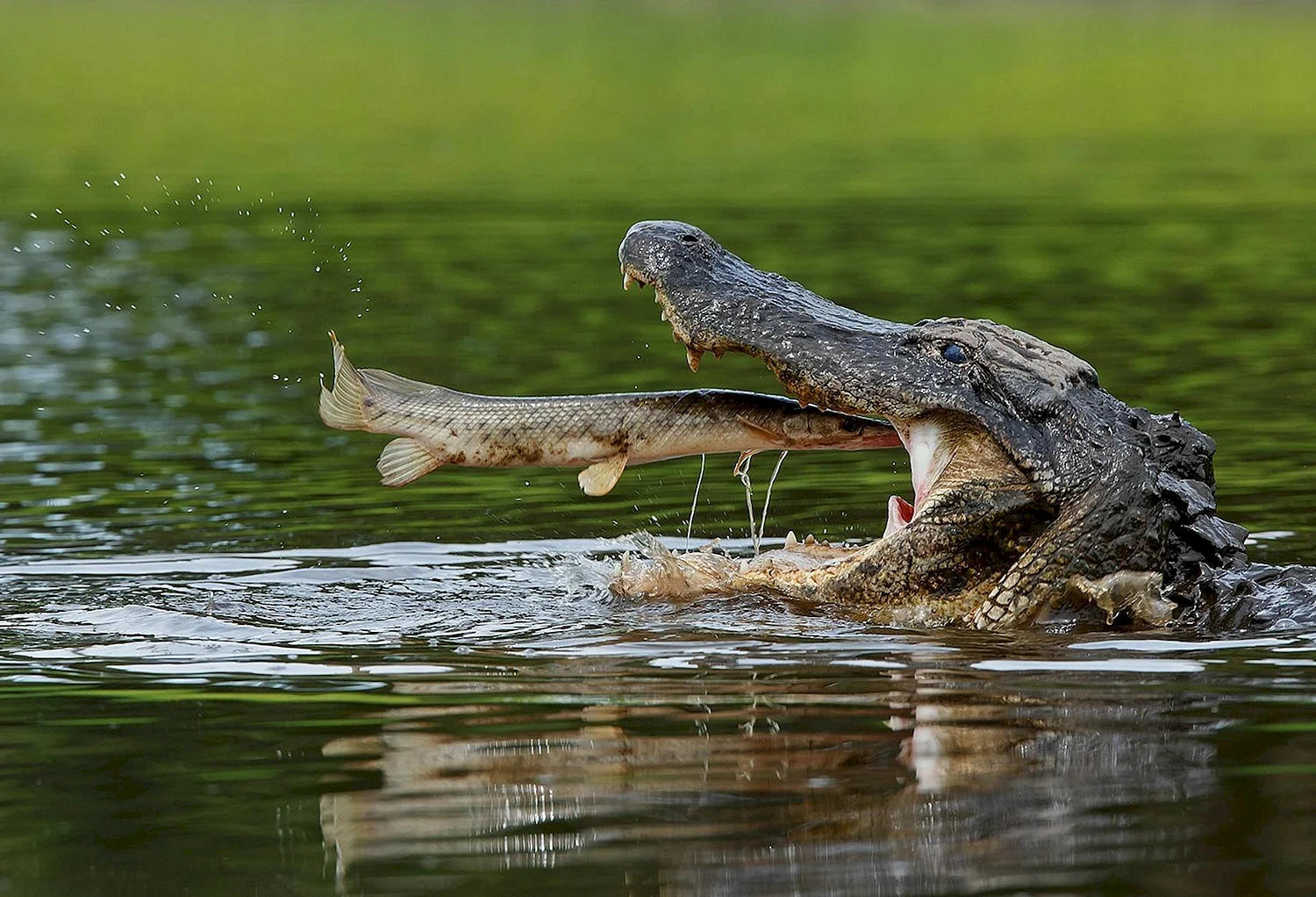 Гребнистый крокодил ест
