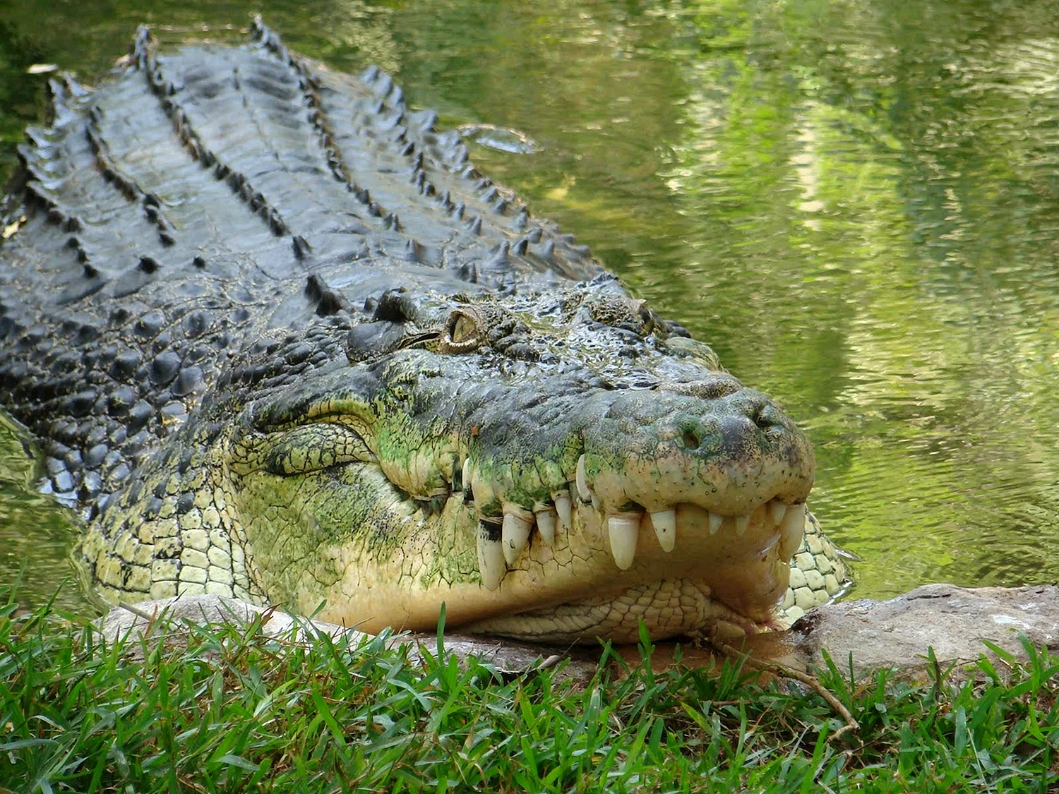 Гребнистый крокодил гавиал
