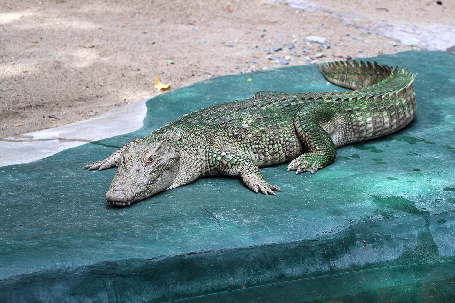 Гребнистый крокодил и сиамский