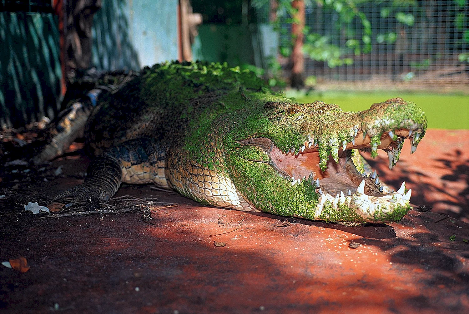 Гребнистый крокодил Кассиус