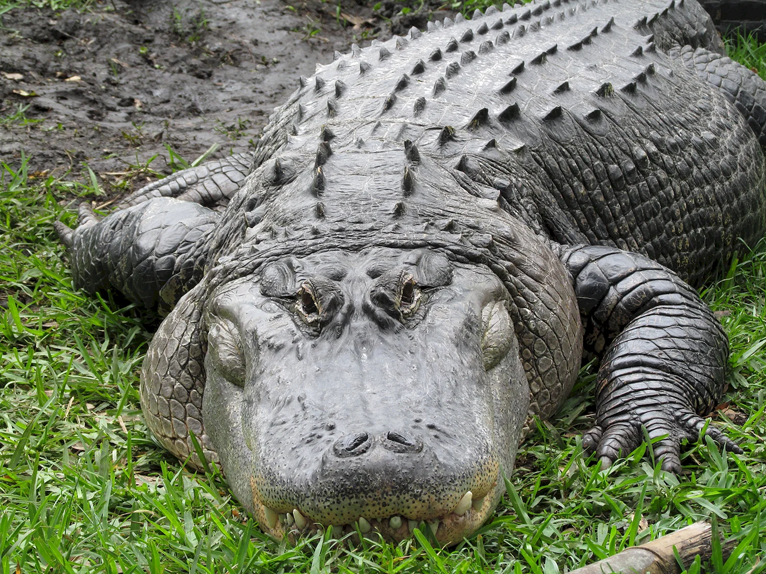 Гребнистый крокодил Кассиус