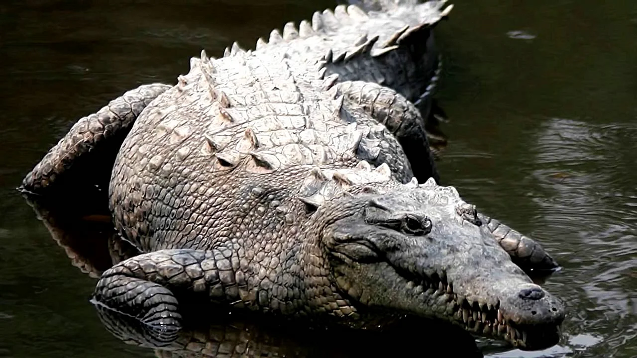Гребнистый крокодил Лолонг