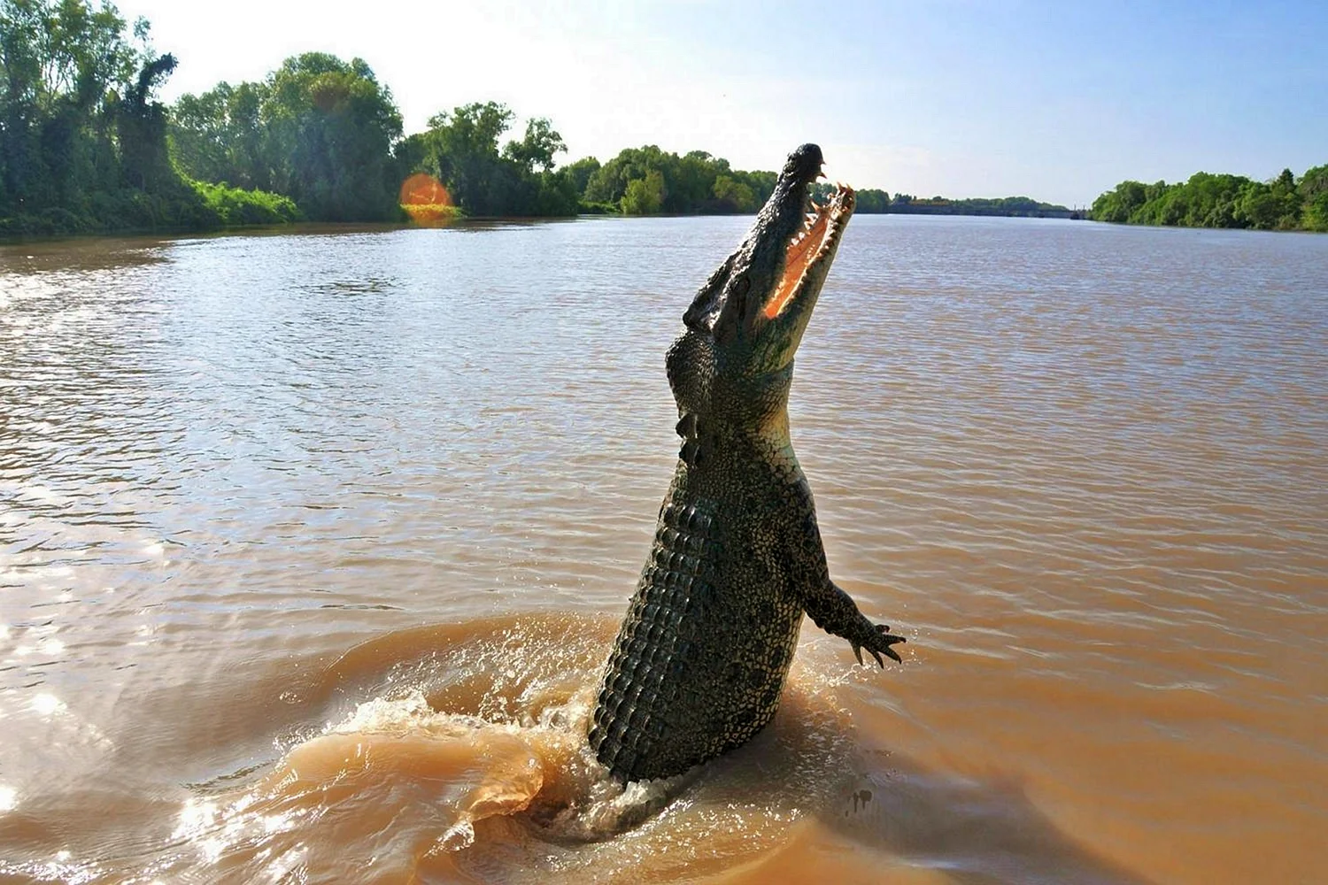 Гребнистый крокодил на острове Рамри