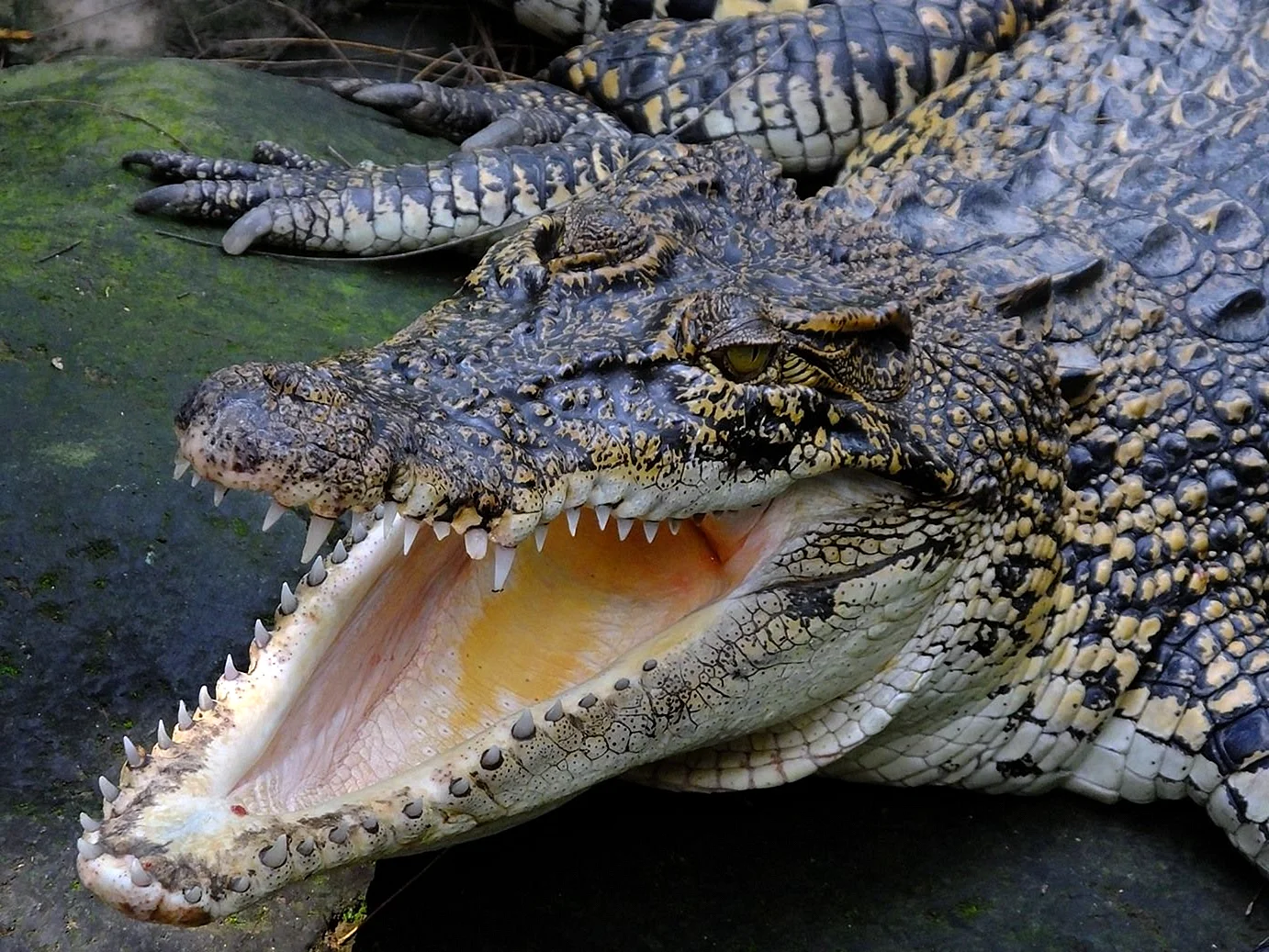 Гребнистый крокодил против варана