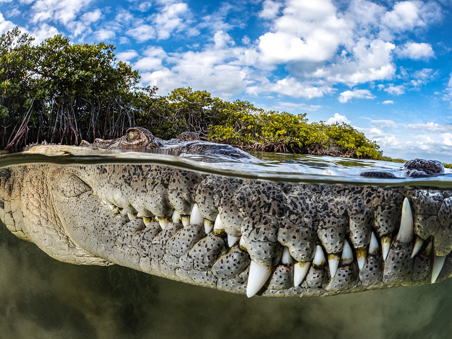 Гребнистый крокодил Таиланд