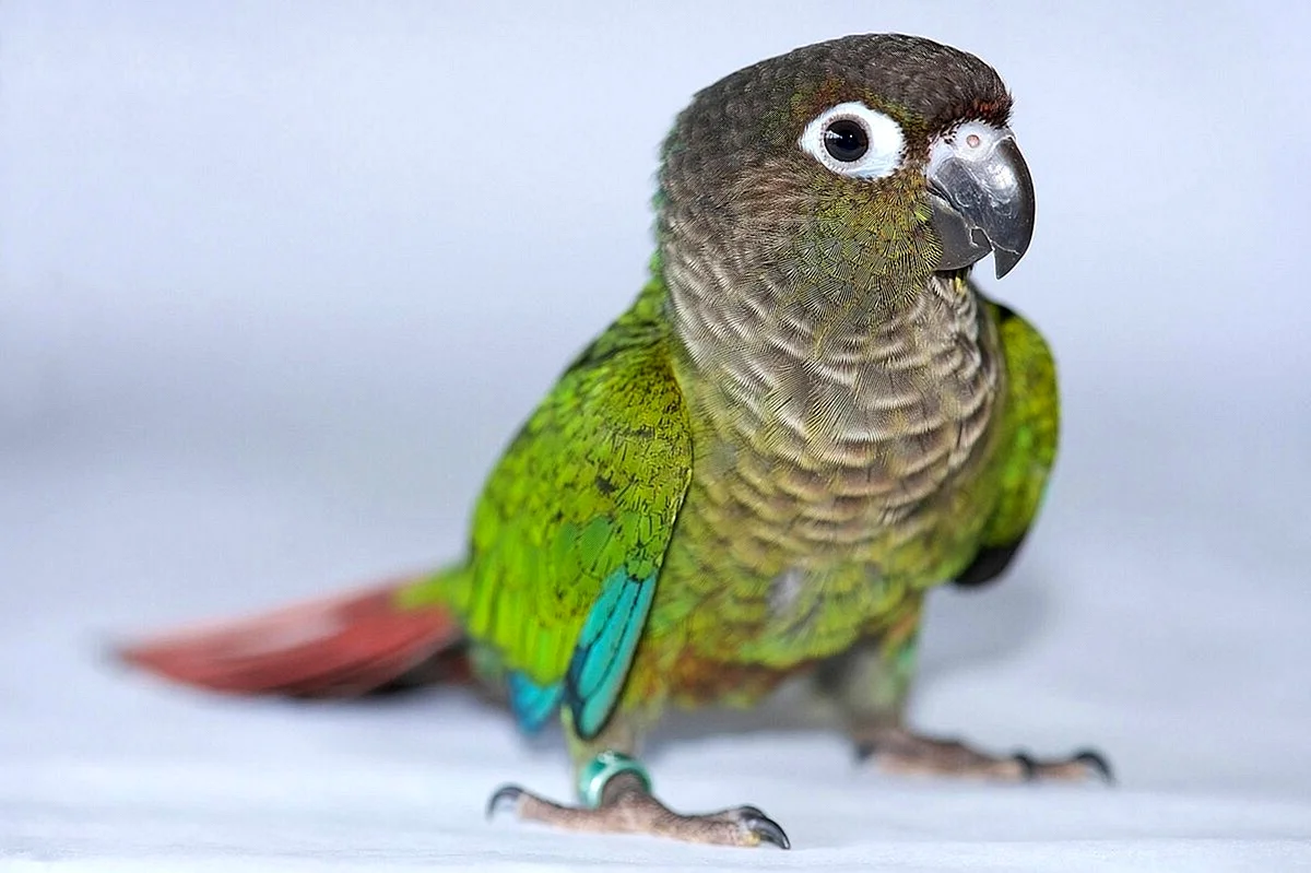 Green Cheek Conure попугай