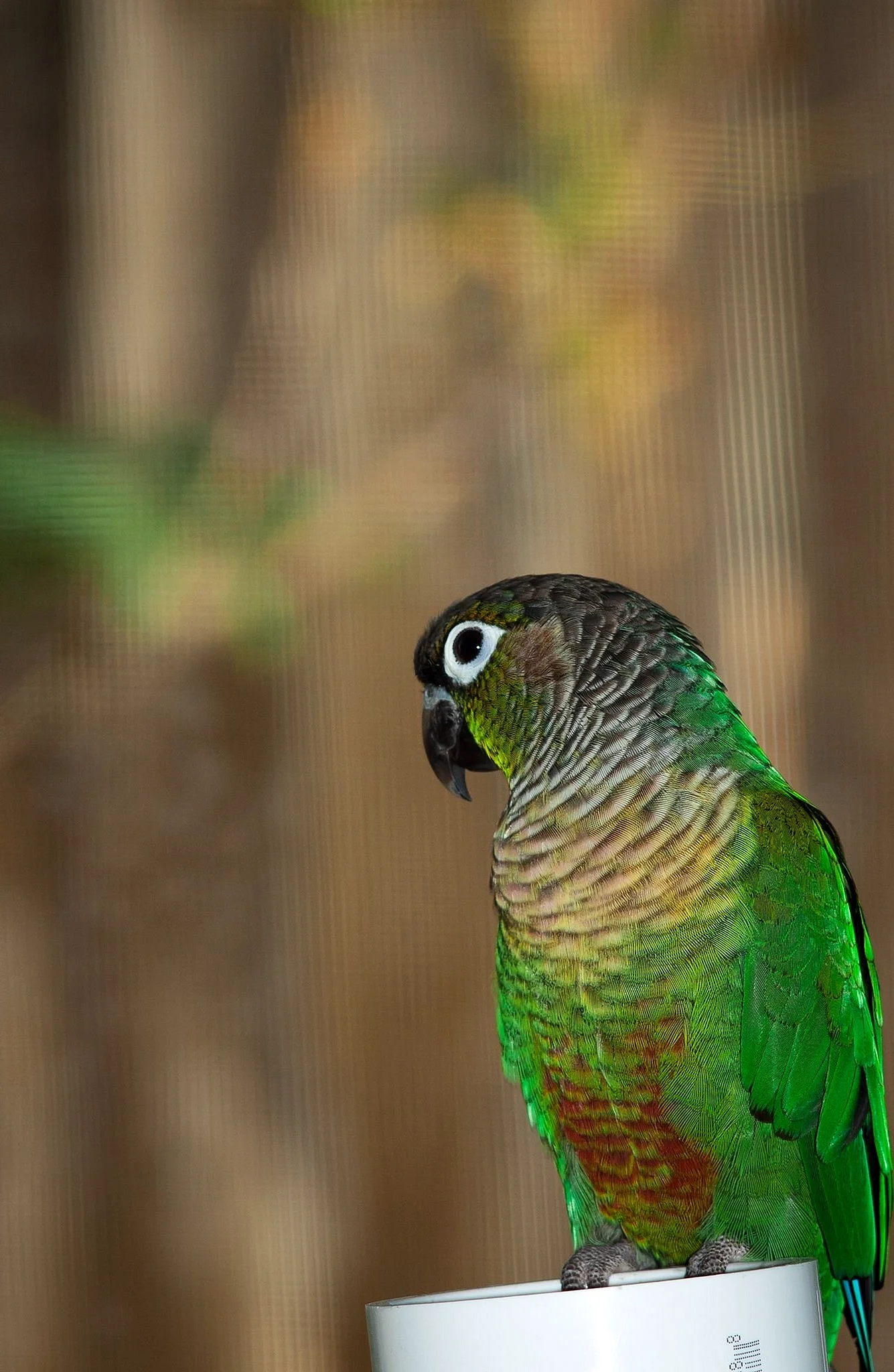 Green Cheek Conure попугай