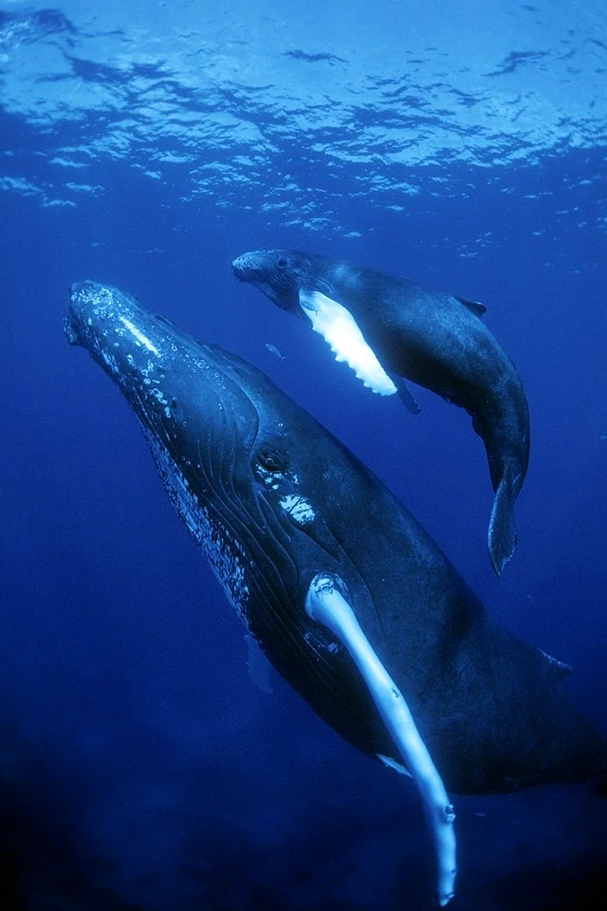 Гренландский кит (Balaena mysticetus)