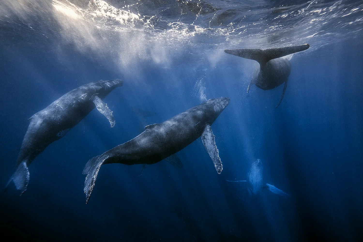 Гренландский кит стая