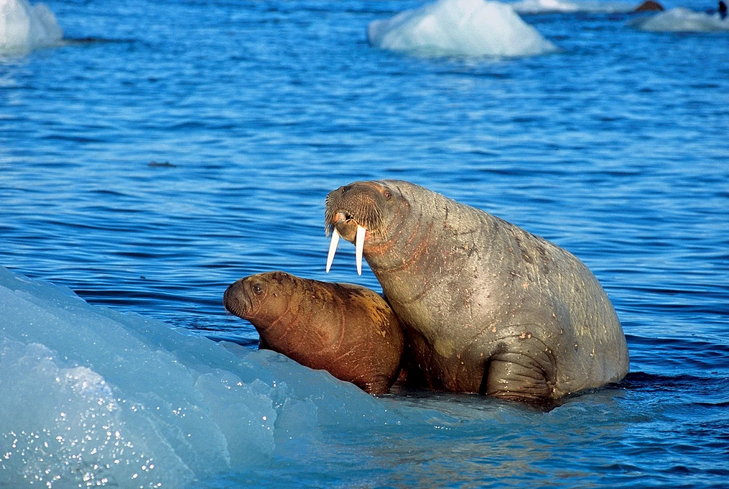 Гренландский морж