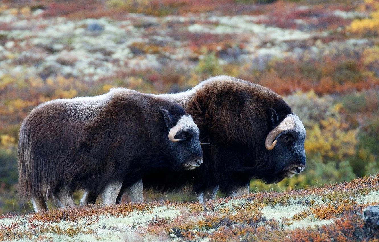 Гренландский национальный парк овцебык