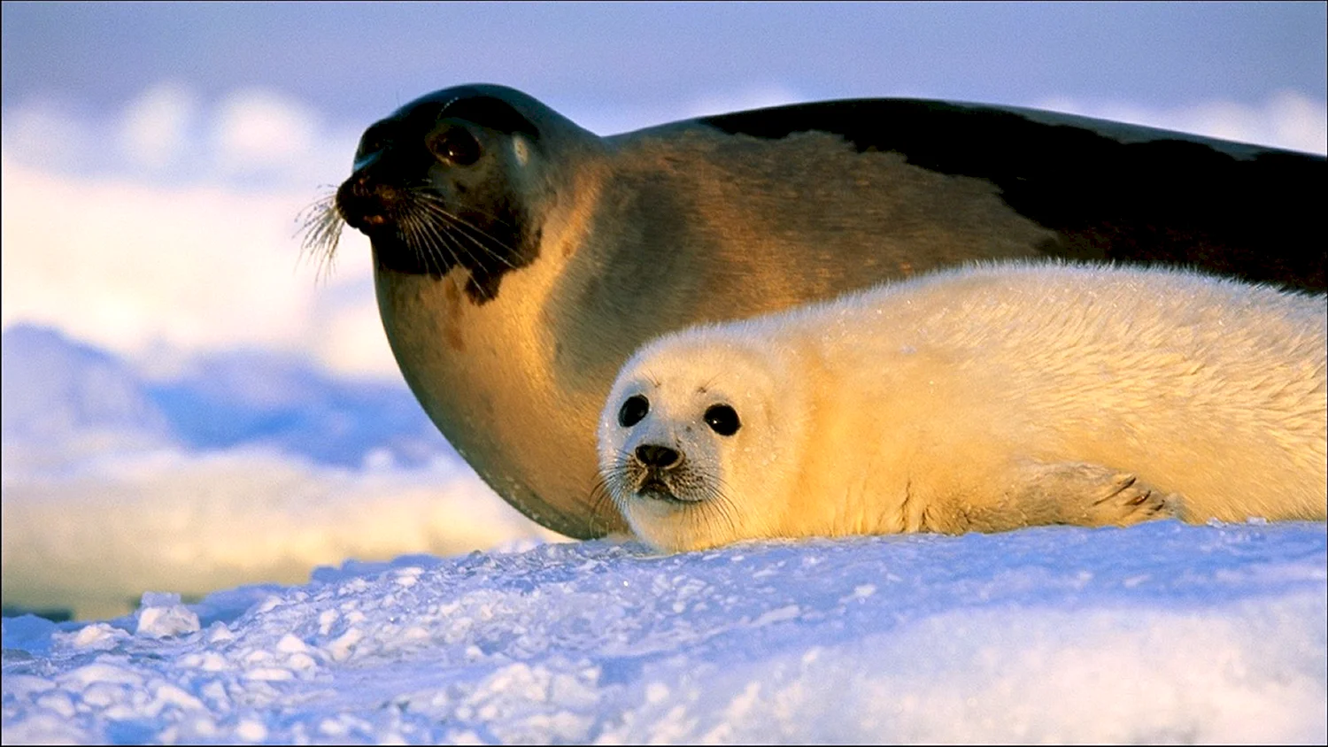 Гренланладский тюлень