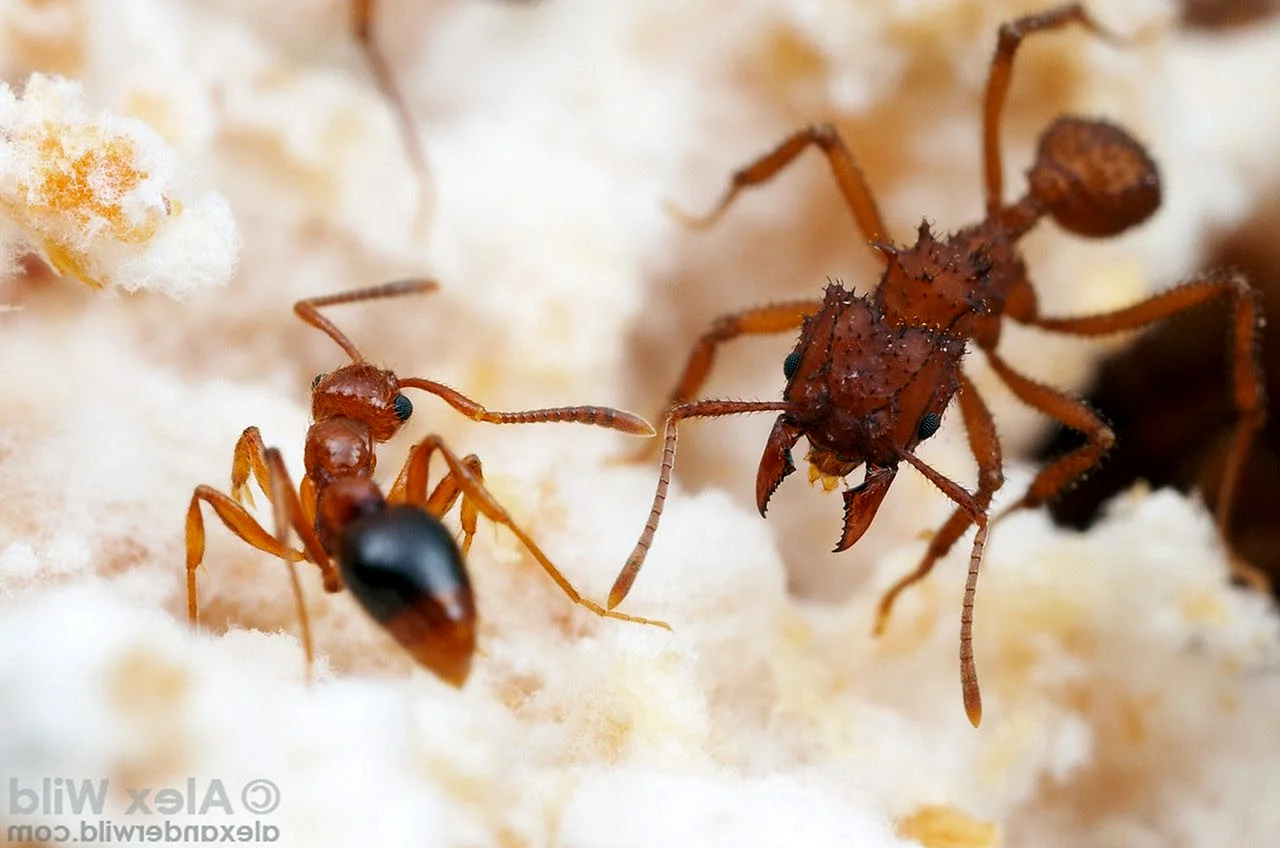 Грибы муравьев листорезов