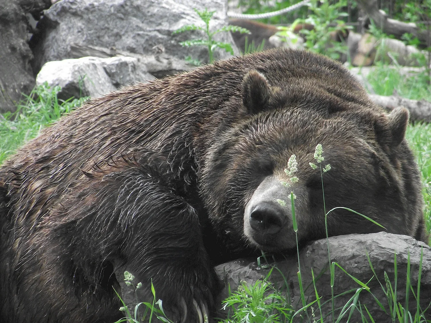 Гризли медведь в спячке