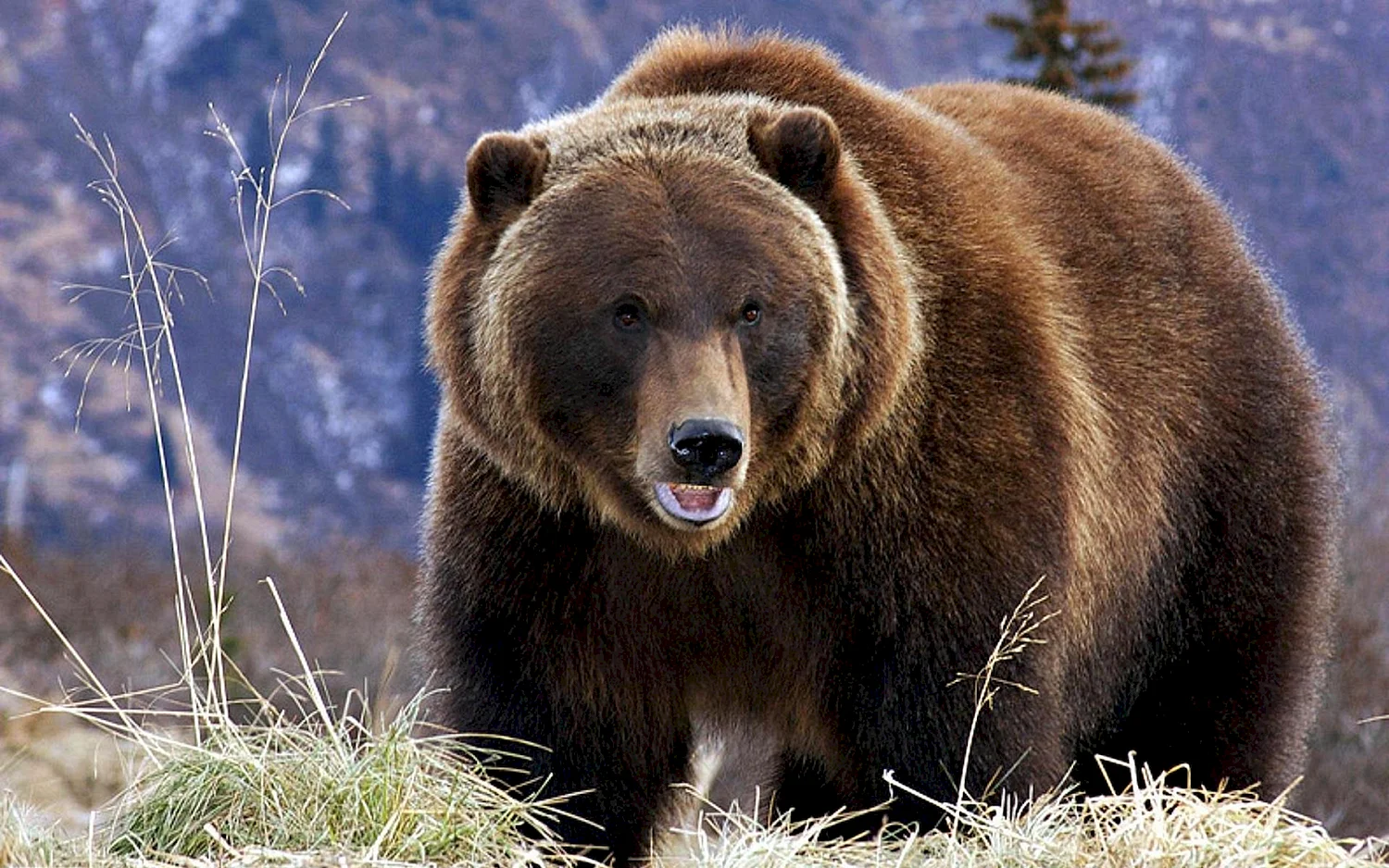 Гризли североамериканский бурый медведь