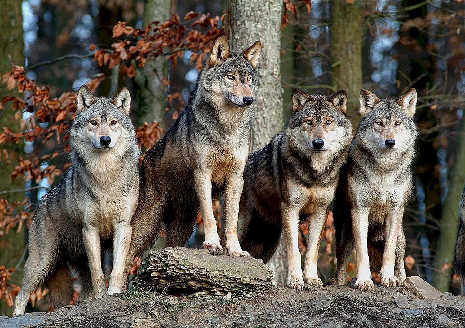 Group Wolves