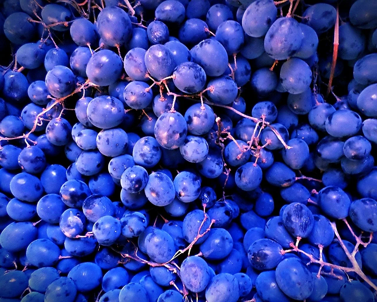 Гроздь синего винограда