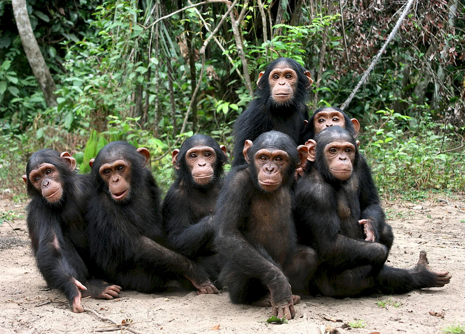 Группа шимпанзе
