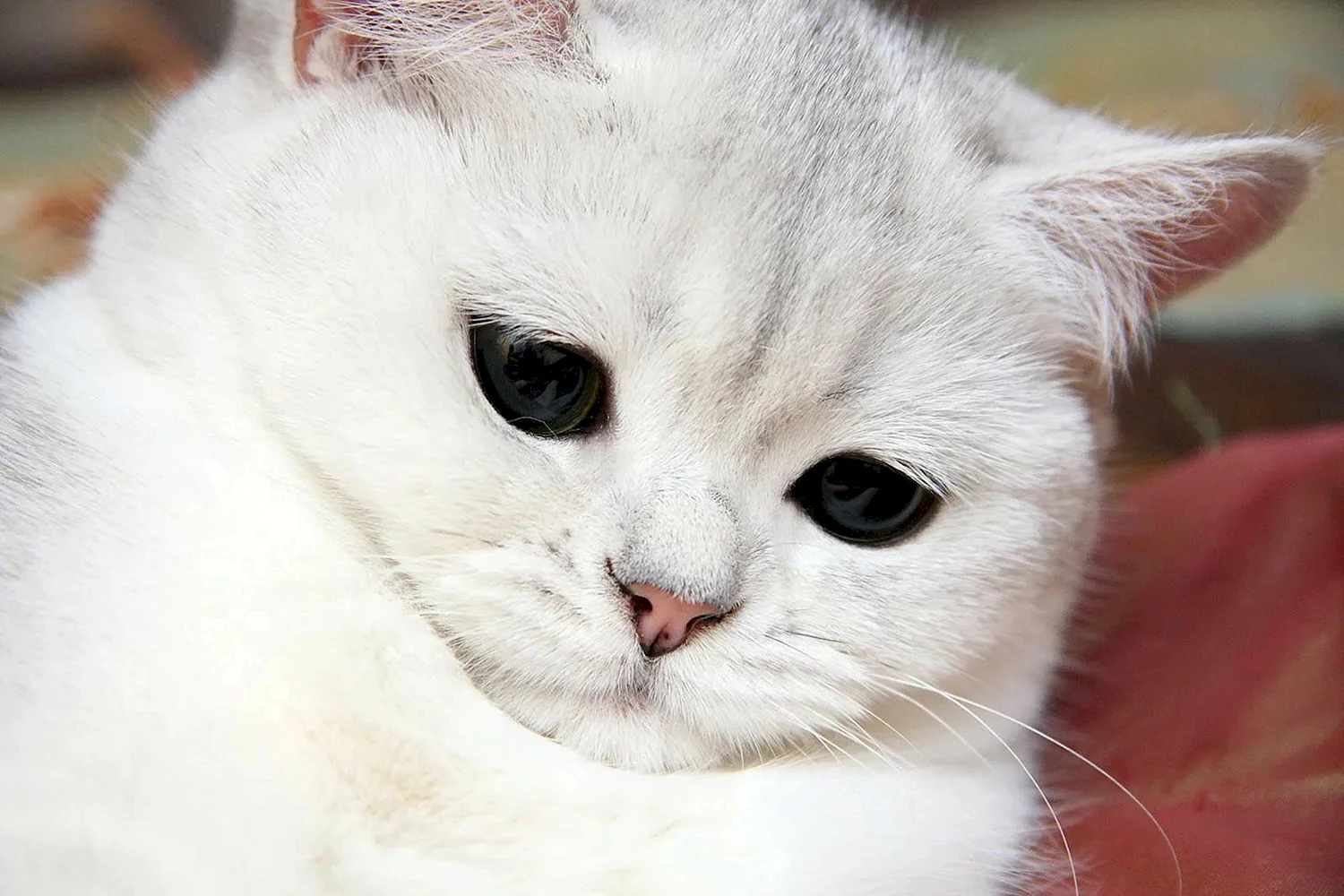 Грустный белый кот