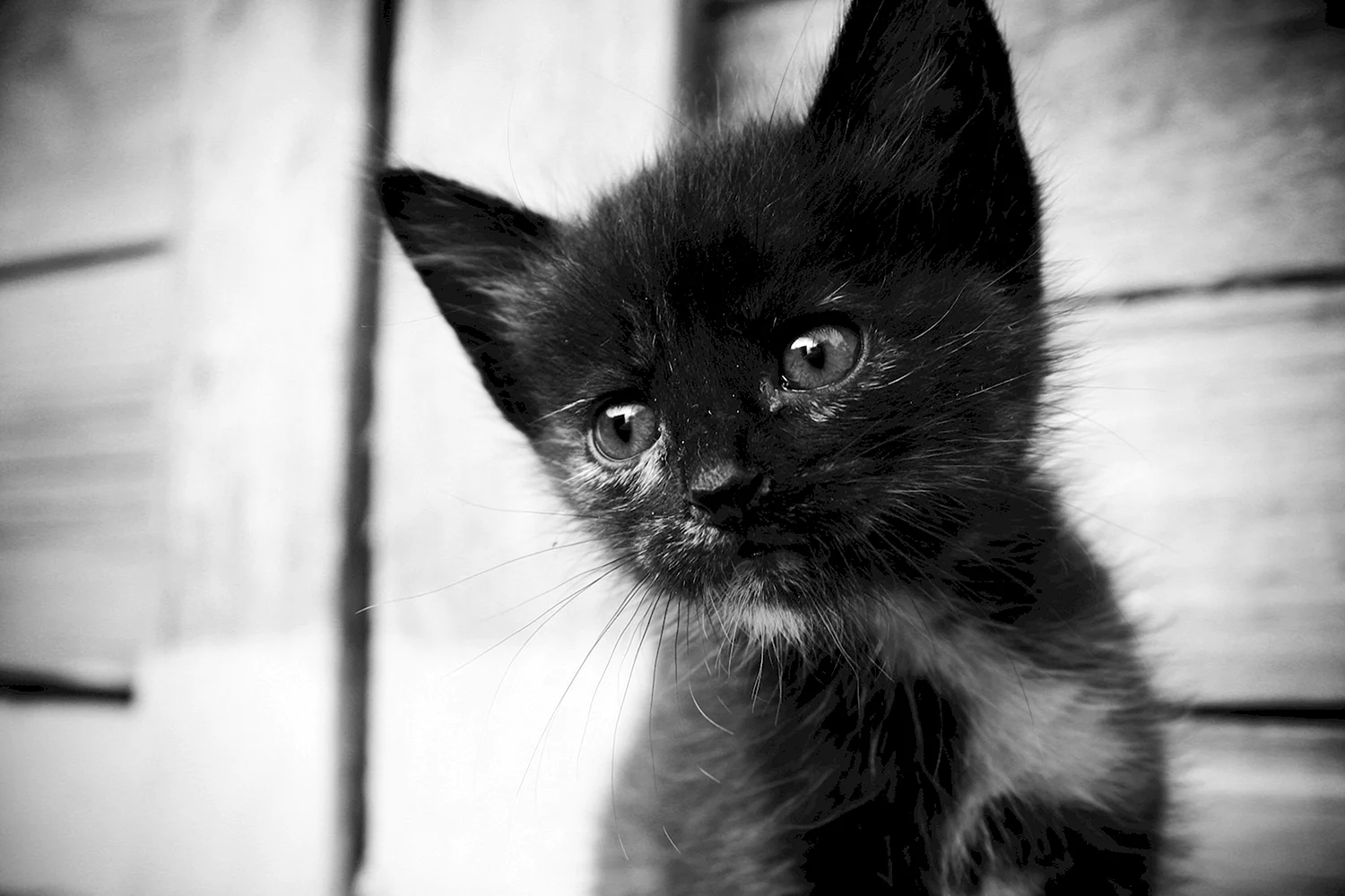 Грустный черный котенок