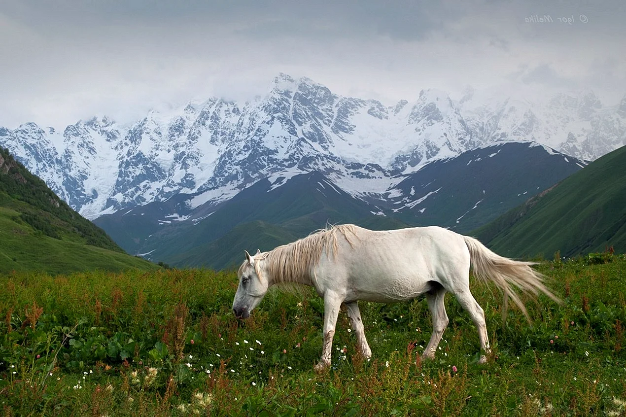 Грузия Сванетия лошади