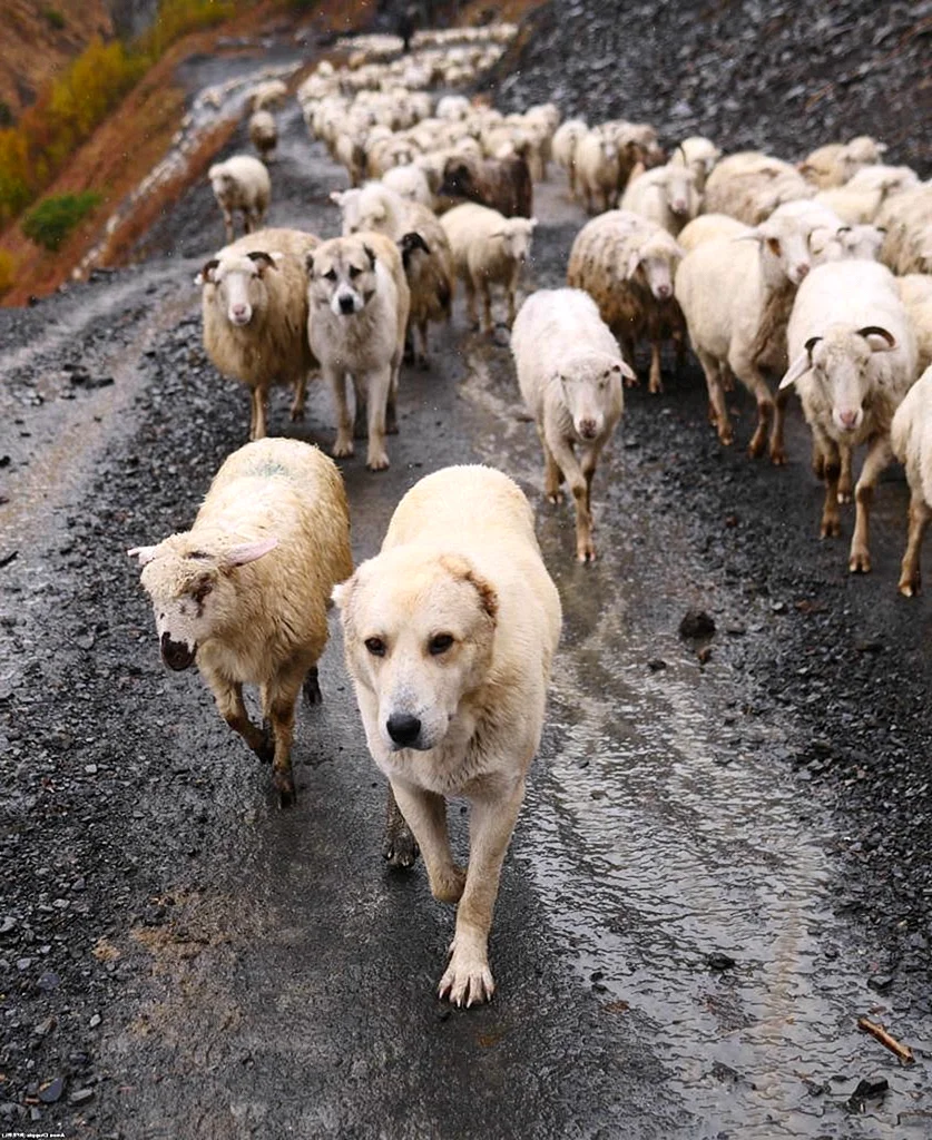 Грузинская Аборигенная овчарка