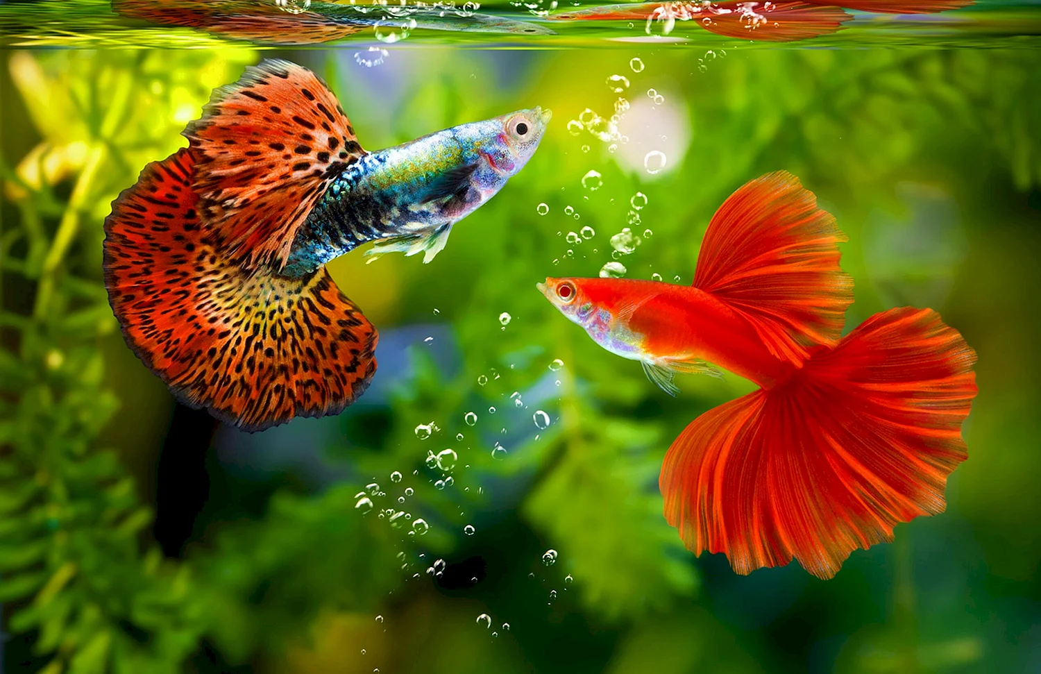Гуппи рыбки разноцветные