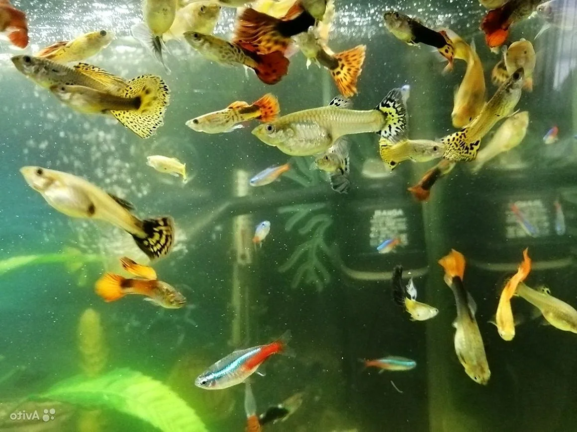 Гуппи рыбки стая