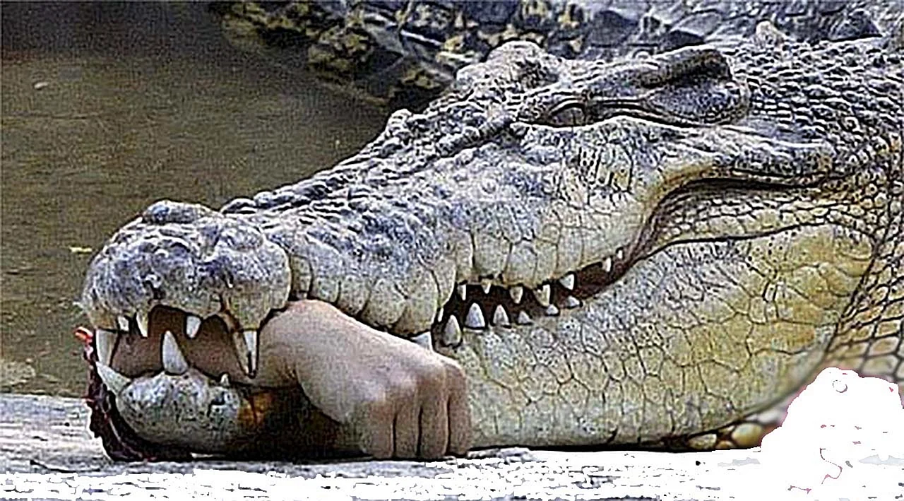 Густав крокодил людоед National Geographic
