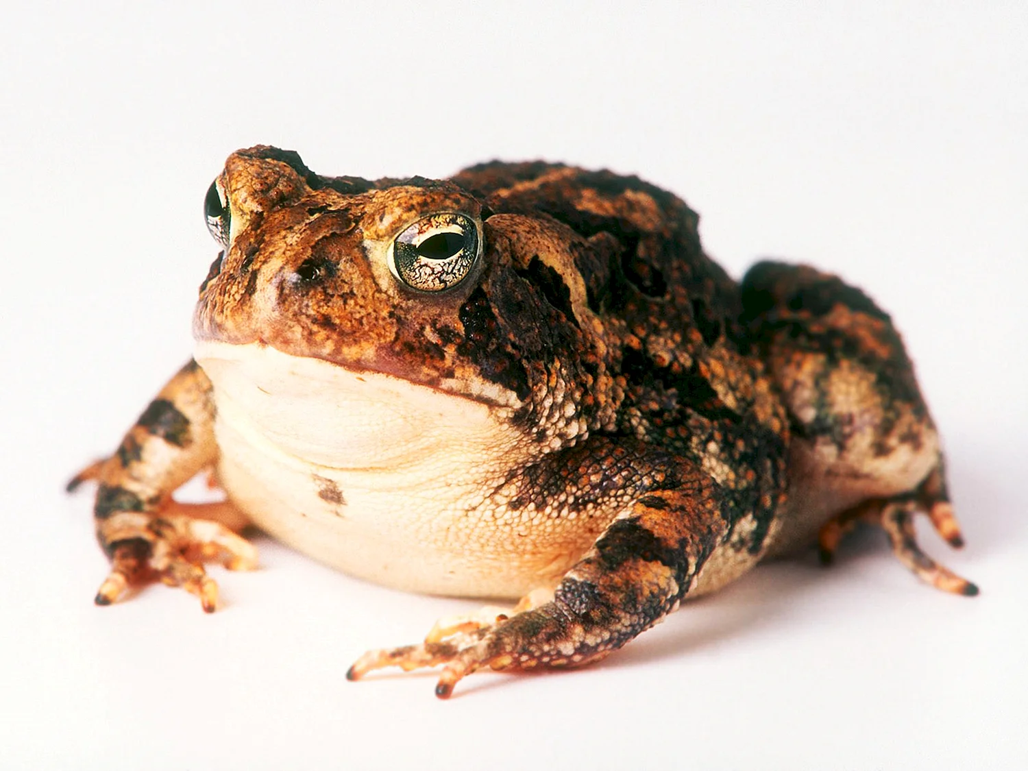 Гвианская водяная жаба головастик