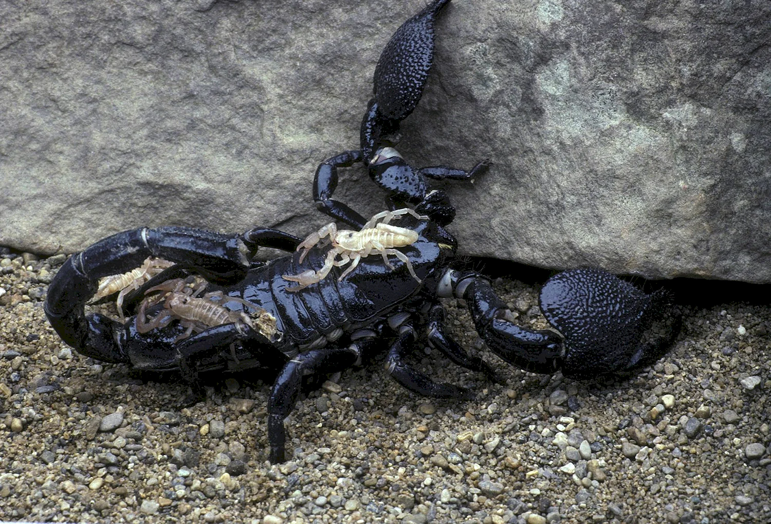 Гвинейский Императорский Скорпион