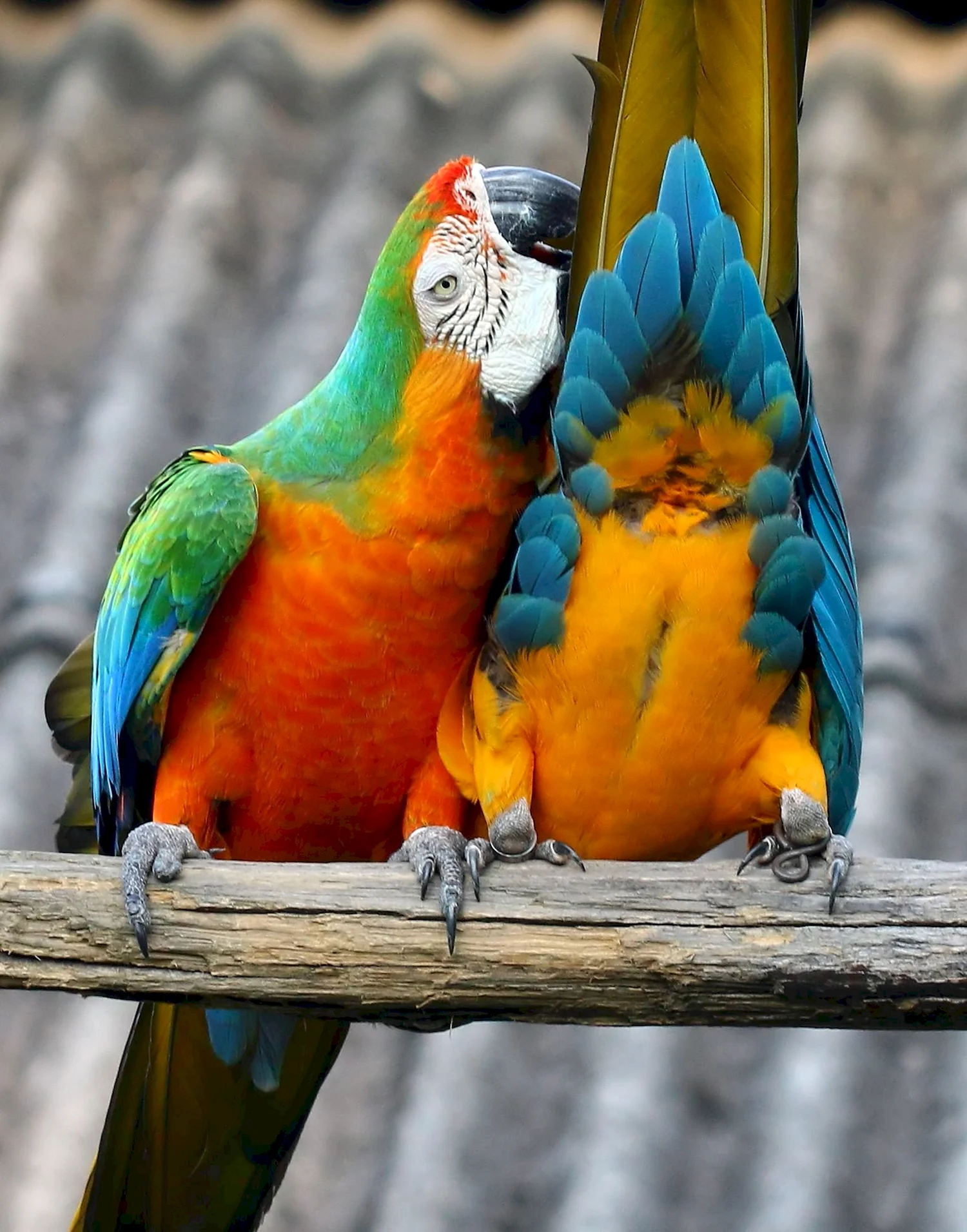 Harlequin Macaw попугай