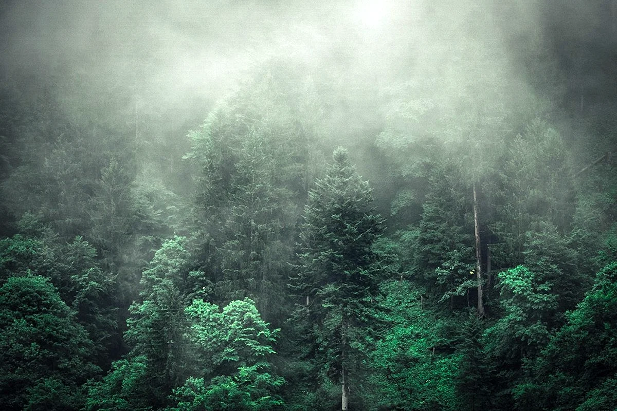 HDRI туманный лес