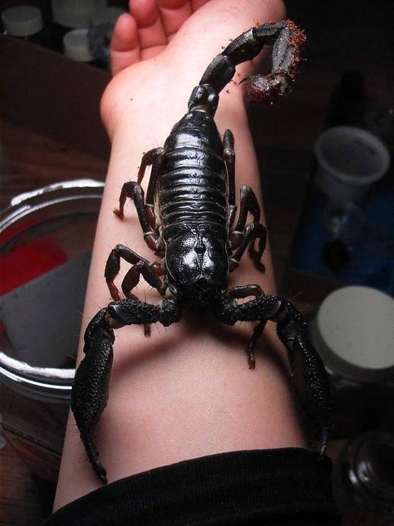 Heterometrus swammerdami Скорпион