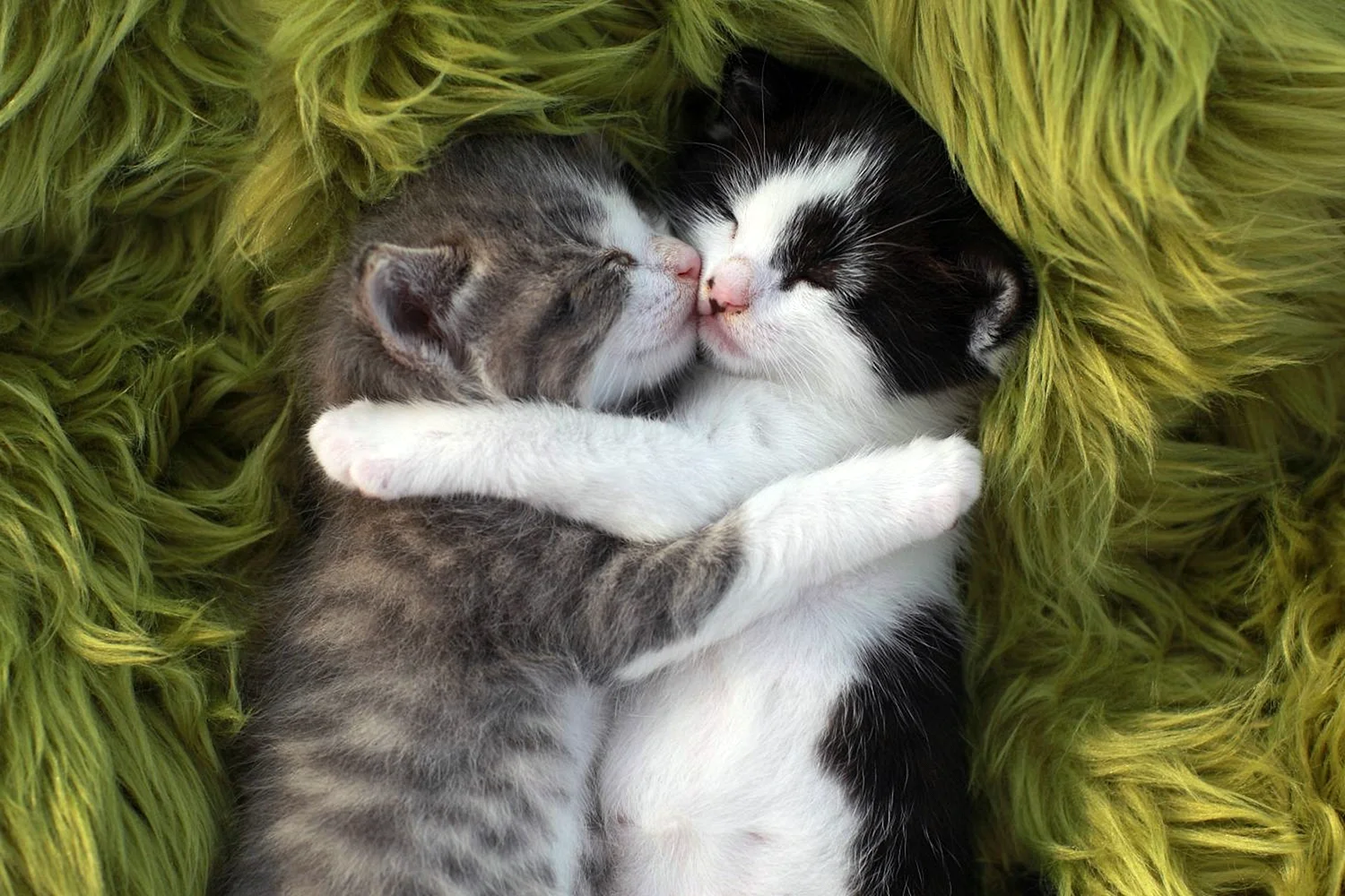Hugs to you Cats