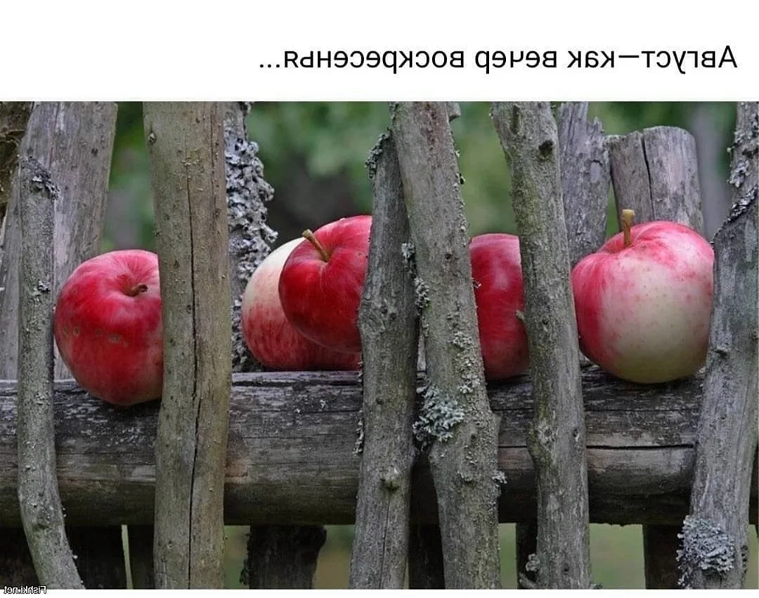 Яблоки в деревне