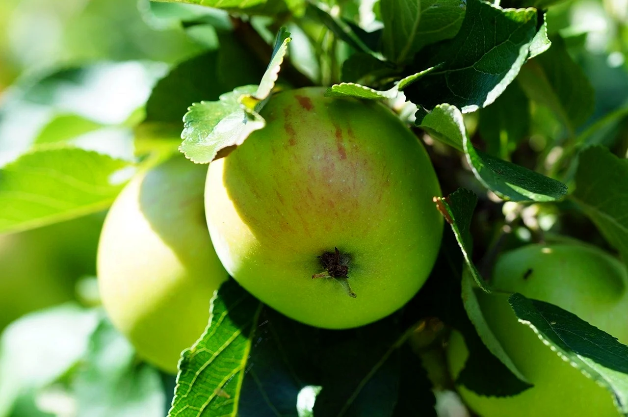 Яблоня зеленые суперранние
