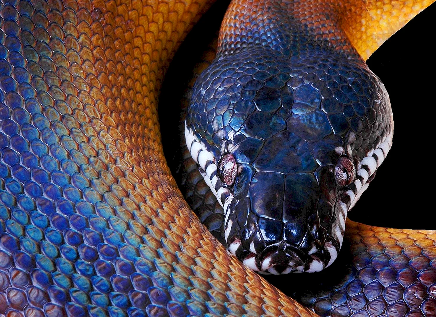 Ядовитая змея Анаконда