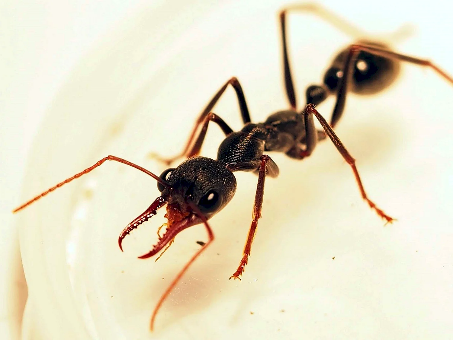 Ядовитые муравьи-бульдоги