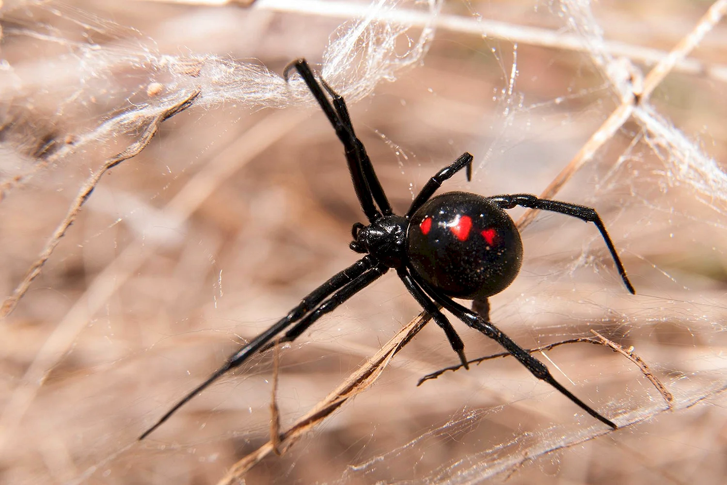 Ядовитый паук черная вдова