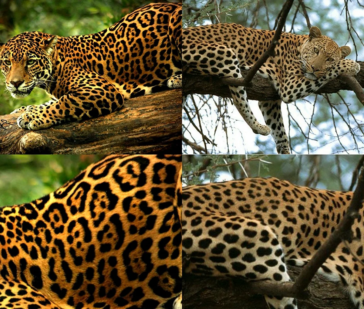 Ягуар и леопард