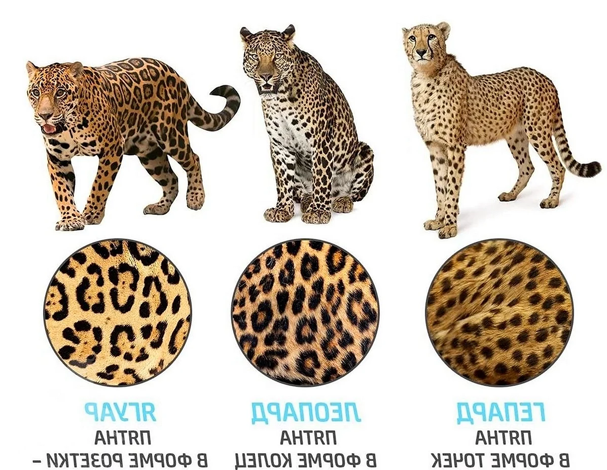 Ягуар и леопард