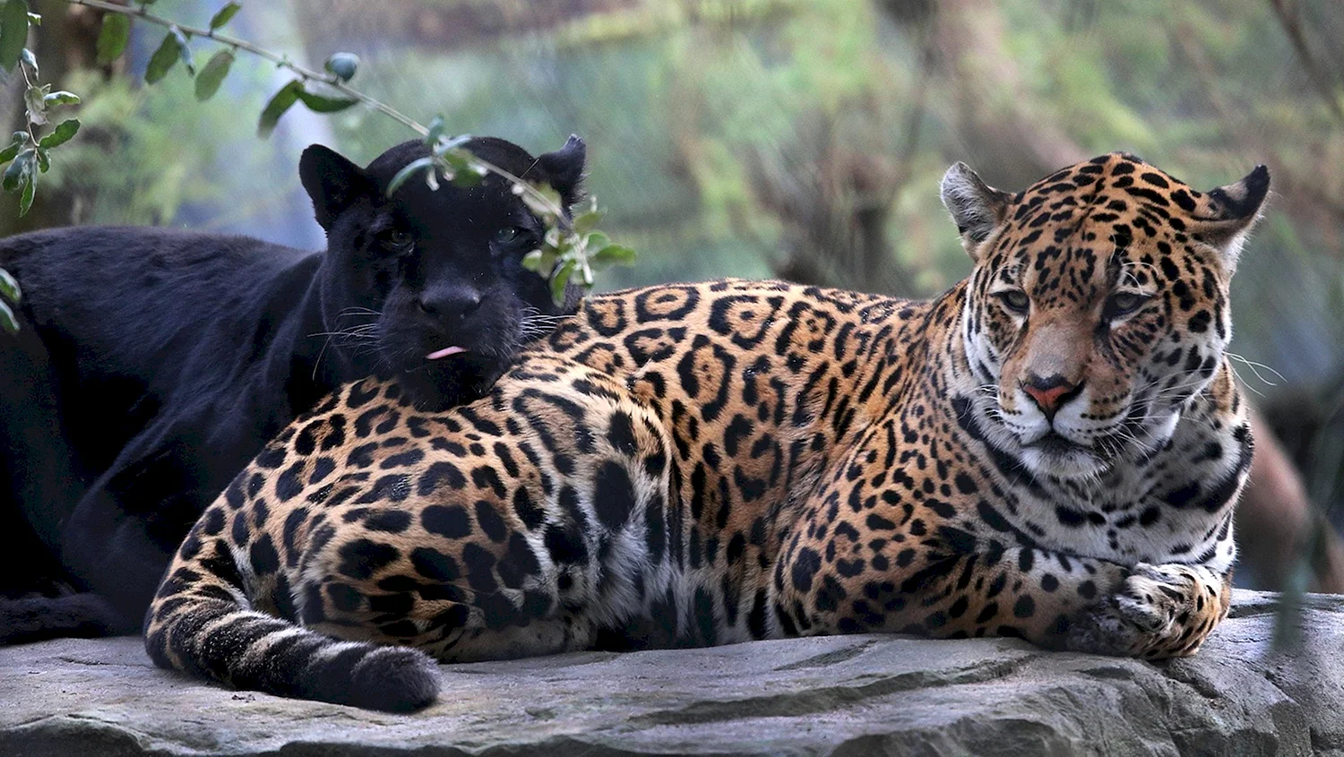 Ягуар и пантера