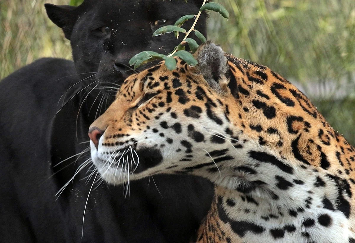 Ягуар и пантера