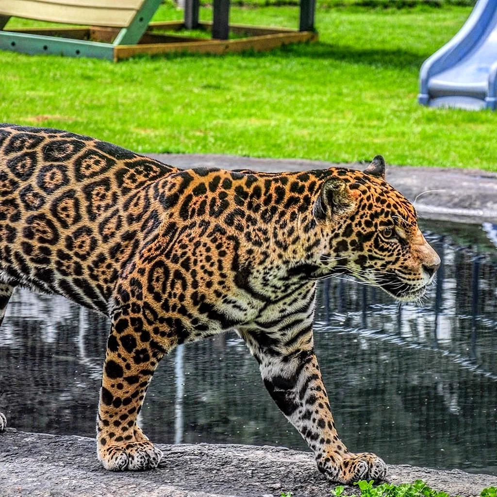 Ягуар или леопард
